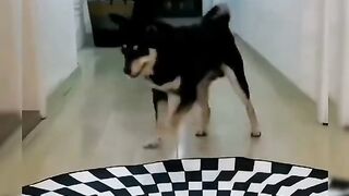 cat and dog get confuse funny