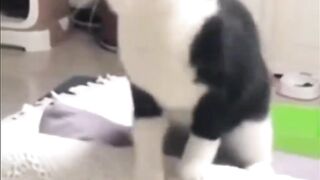 cute cat behavior
