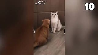 This cat can speak English better than homan????????