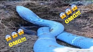 One Afternoon To Catch Cobra