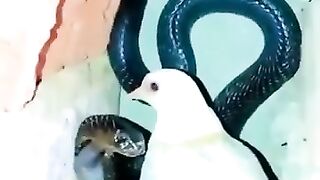 Snake Attack