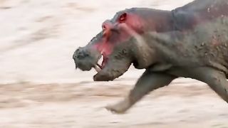 Animals Video #AnimalLovers #CuteAnimals #PetLove #NatureLovers #AnimalVideos #ZooLife
