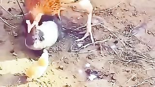 Crow Attack Fails