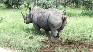 Hippo poop