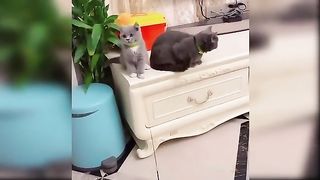 Baby cats cute cats????❤️????