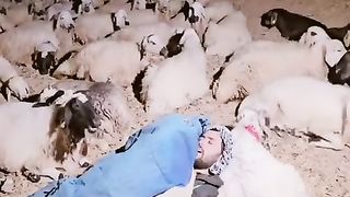 Funny Animal video ????