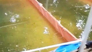 Jenis pakan dari LARVA LELE sampai bibit lele ukuran 5-7cm
