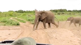Animals Video #AnimalLovers #CuteAnimals #PetLove #NatureLovers #AnimalVideos #ZooLife