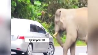 Elephant Playing With Car