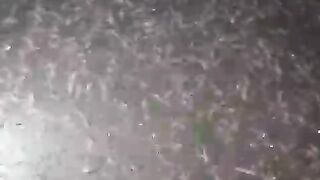 Tebar padat bibit lele ukuran 1-2cm (baru lepas casut) tanpa kocor, kolam 3x4 isi 100rb ekor (pemula jangan dulu, cukup beresiko)