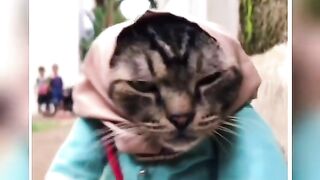 Begging Cat Funny Video
