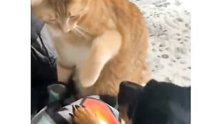 Cat And Dog Funny Compilation