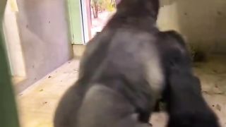 Babay Gorilla Playing Funny Video