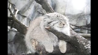 manul life could be dream.