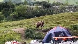The guy decided to deal with the annoying bear