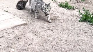 Кошка Пуся привела своего котёнка Чепусика к собаке Баксу
