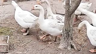 The egg didn't come out" His friend helped him