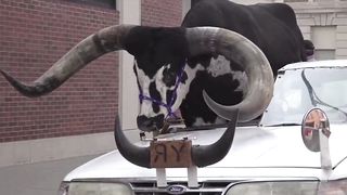 An unusual passenger in a car
