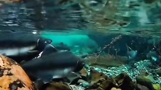 Beautiful Nature with  voice