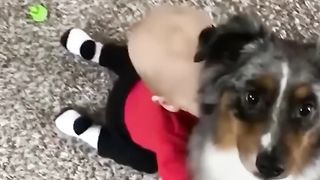Pets and Babies frienship