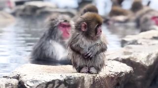 _monkey_snow_japan_japantravel