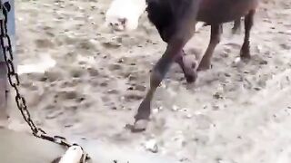 The mother cow following her ailing baby that needs immediate medical attention.