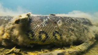 The green anaconda is the largest snake in the world.