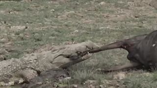 Lion Vs Crocodile