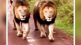 Taking Lion Telling About Her Love Story