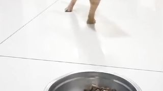 Que lindos animais