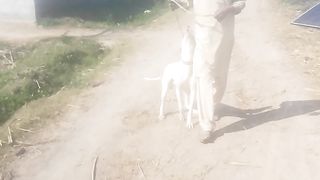Hi is my dog