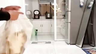 ????Funniest Cats and Dogs! ????Best Animal Videos!