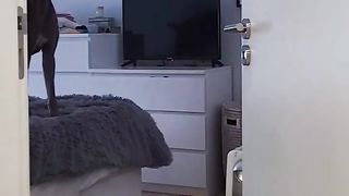 Funny animals . Dogs
