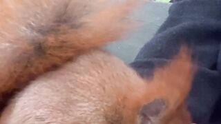 Funny animals