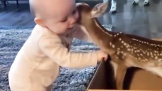 Baby deer interacting with baby