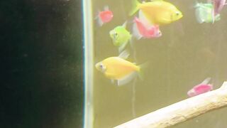 Manfish and glowfish in the aquarium