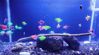 Time lapse my fish