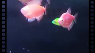 glowfish more