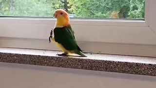 _parrot _parrotsoftiktok _bird _pet _cute❤️