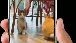 The cat so cute