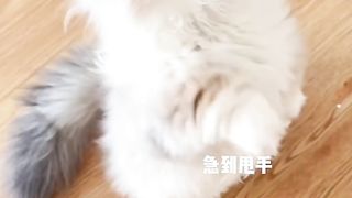 Cute cat
