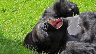 Gorilla - Animal kingdom