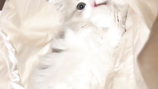 How love cute cat plz subscribe my channel