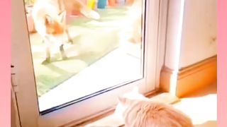 Comment " yes " if you love cats ???? ????