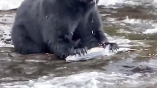 Black bear in Alaska feeds on salmon eggs