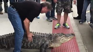 Apprehensive Alligator Takes Time Getting Into Van