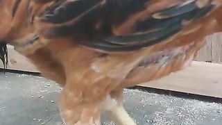 Parrot beak ll beak