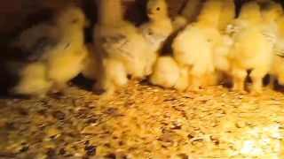 The children of a chicken
