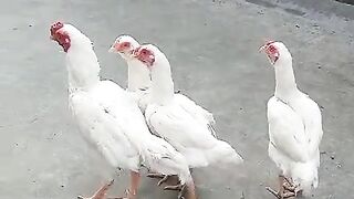 The flock of whites