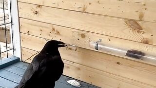 #воронгоша #raven #crow #aboutbirds #animal